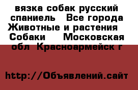 вязка собак русский спаниель - Все города Животные и растения » Собаки   . Московская обл.,Красноармейск г.